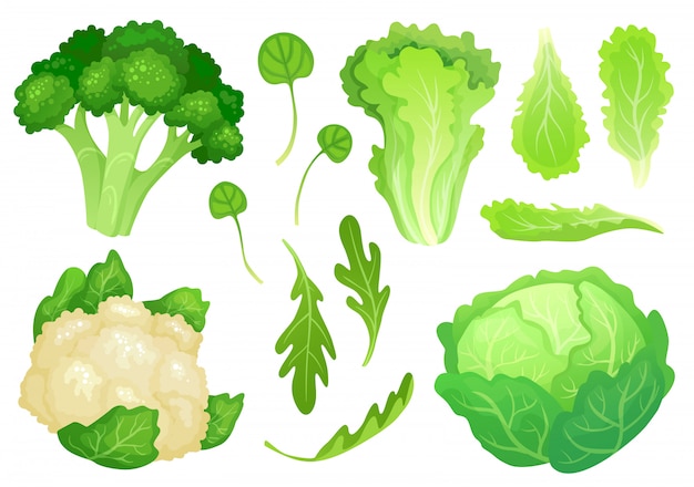 Choux De Dessin Anime Feuilles De Laitue Fraiche Salade Vegetarienne Et Chou Vert Sain Illustration De Tete De Chou Fleur Vecteur Premium