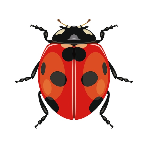 Coccinelle Ou Coccinelle Sur Fond Blanc Insecte Coleoptere Noir Rouge Vecteur Premium