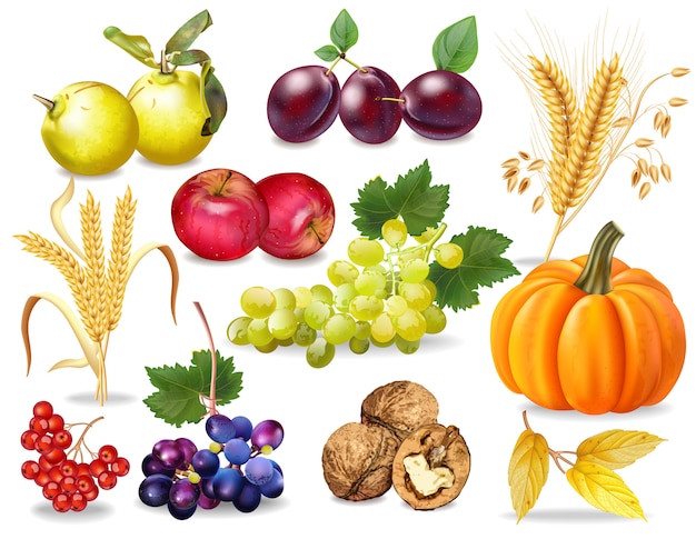 clipart fruits et légumes d'automne - photo #1