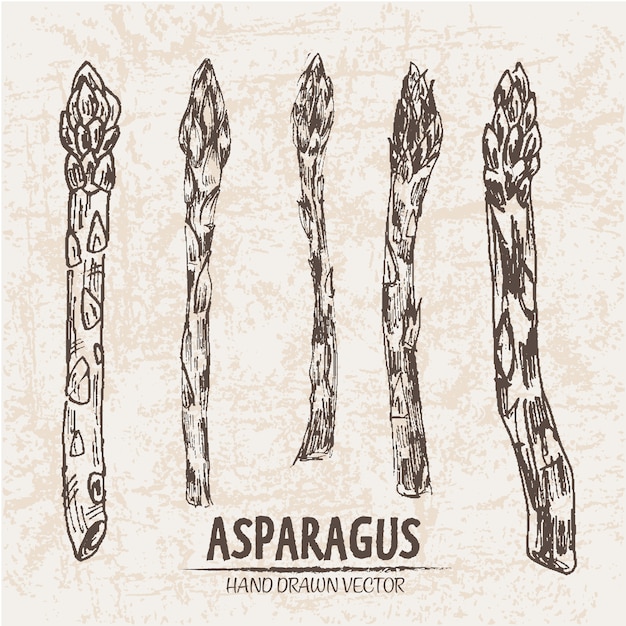 Collection extraite à la main d'aspargus Vecteur gratuit