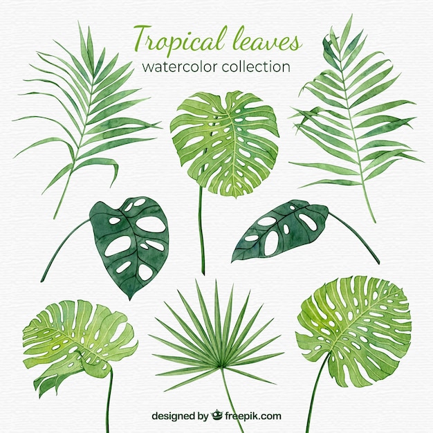 Collection De Feuilles Tropicales Dans Un Style Aquarelle Vecteur