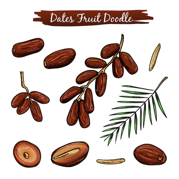 Collection d'illustrations vectorielles de fruits dates. Vecteur Premium
