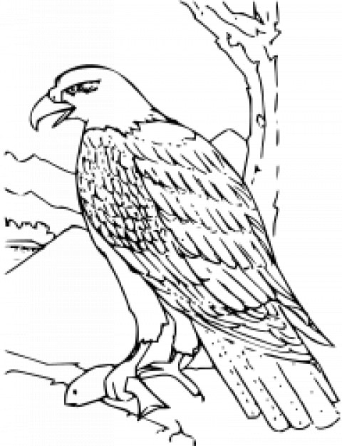 coloriage aigle chauve livre_17 917014908