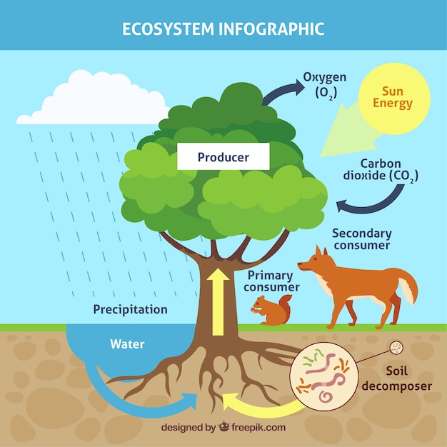 Concept D'écosystème Infographie Avec Arbre  Vecteur Gratuite