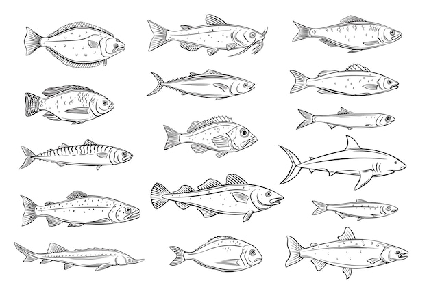 Contour De Poisson Fruits De Mer Graves De Dorade Maquereau Thon Ou Sterlet Poisson Chat Morue Et Fletan Dessin De Tilapia Perche De Mer Sardine Anchois Bar Ou Dorade Style Retro Vecteur