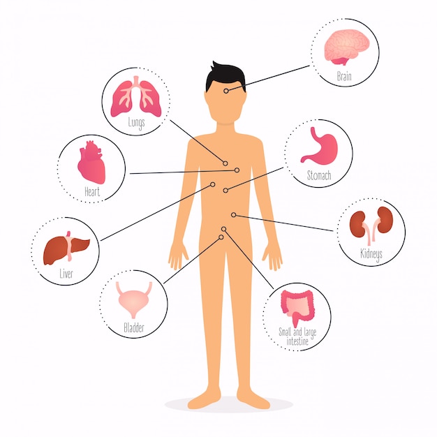 Corps Humain Avec Organes Internes Infographie Des Soins De Sante Du Corps Humain Vecteur Premium