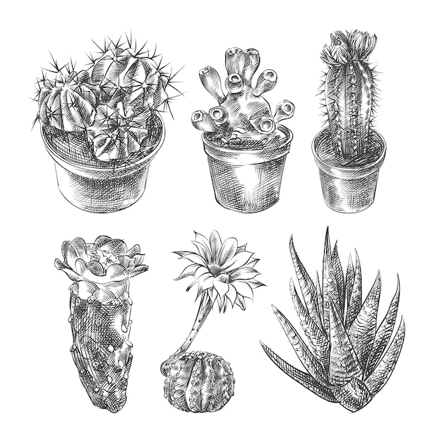 Croquis Dessine A La Main De Differents Types De Cactus Cactus L Ensemble Comprend Un Cactus