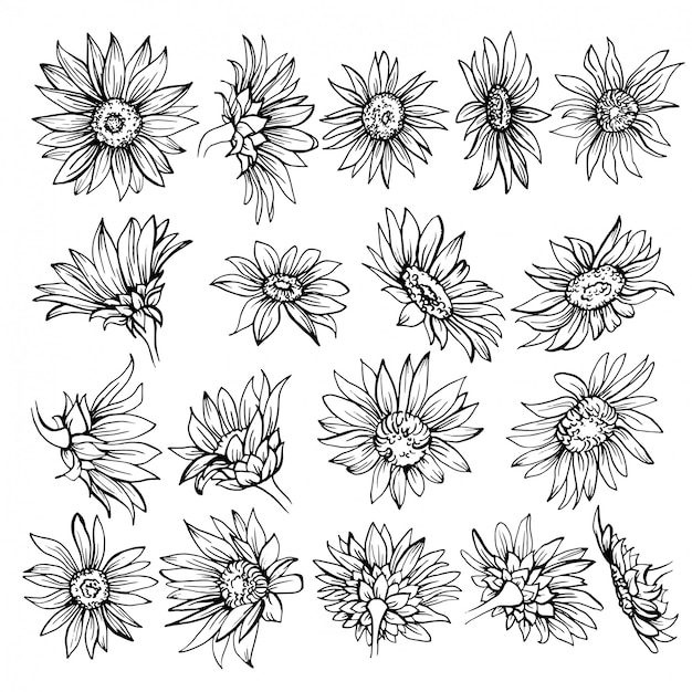 Croquis Dessiné Main De Fleurs. Vecteur Premium