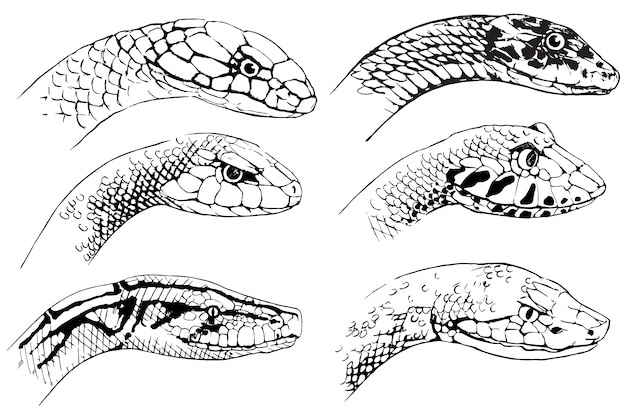  Croquis  De Serpents Vecteur Gratuite