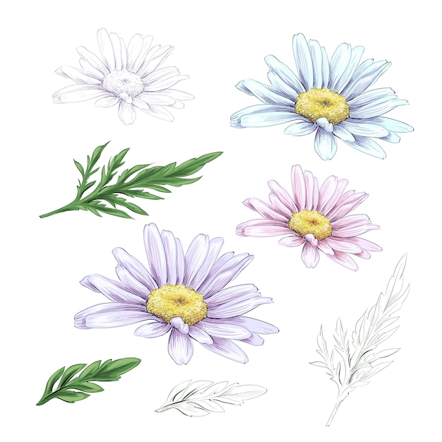 Dessin De Fleur De Marguerite Télécharger Des Vecteurs