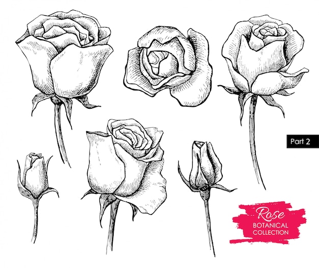 Dessin De Fleur Rose Illustration Vintage Vecteur Premium