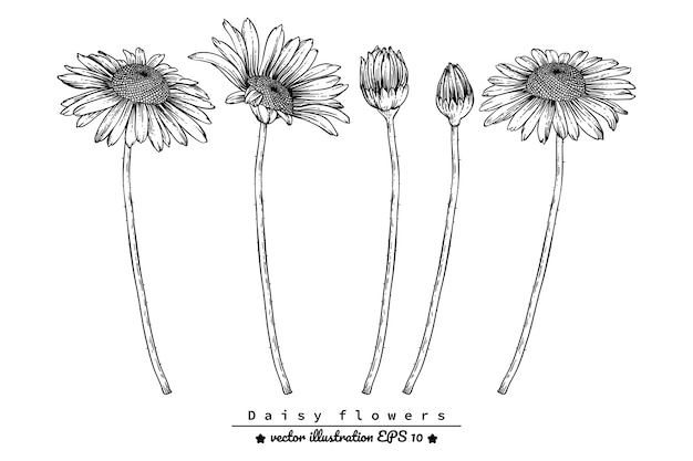 Dessin De Fleurs De Marguerite Télécharger Des Vecteurs