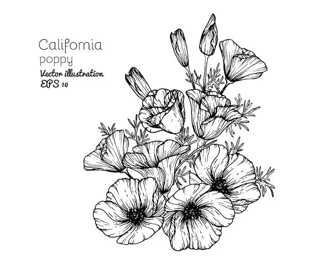 Dessin De Fleurs De Pavot De Californie Télécharger Des