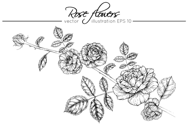 Dessin De Fleurs Roses Télécharger Des Vecteurs Premium