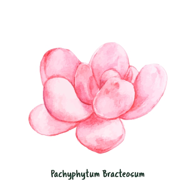 Dessiné à la main pachyphytum bracteosum succulent Vecteur gratuit
