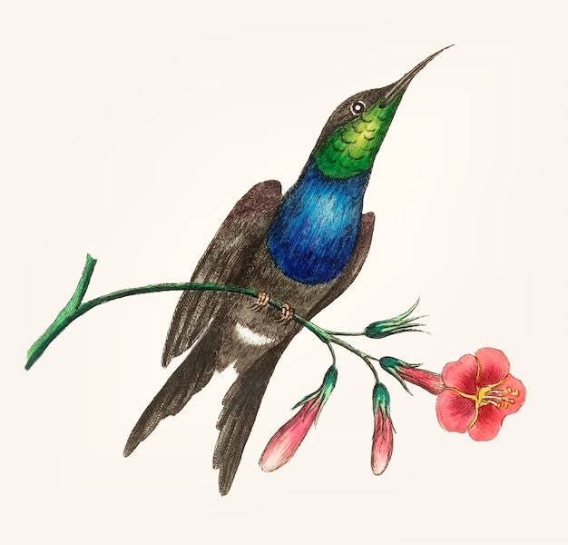 Dessines A La Main De Colibri Vecteur Gratuite