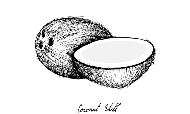 Dessines A La Main De Fruits De Noix De Coco Sur Fond Blanc Vecteur Premium