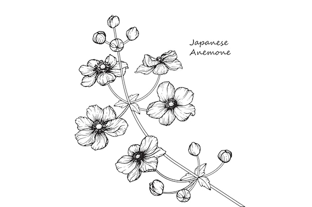 Dessins D Anemone Japonaise Vecteur Premium