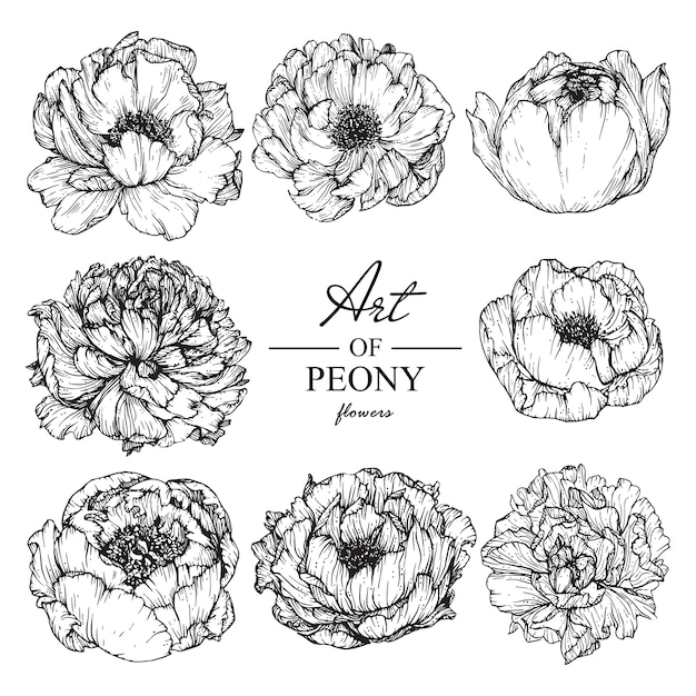 Dessins De Feuilles Et De Fleurs De Pivoine Illustrations