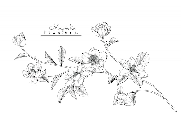 Dessins De Feuilles De Magnolia Et De Fleurs Télécharger
