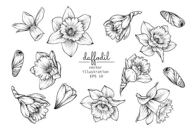 dessins de fleur narcisse jonquille vecteur premium coloriage hicks