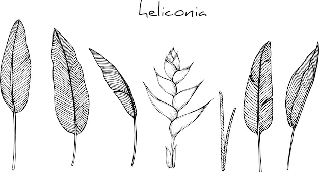 Dessins De Fleurs Dhéliconia Télécharger Des Vecteurs Premium