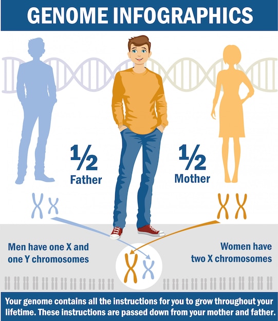 Détermination Du Sexe Chez Lhomme Chromosome X Et Y Vecteur Premium