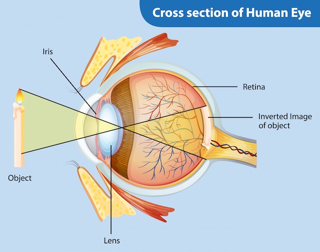 Diagramme Montrant La Coupe Transversale De L Oeil Humain Vecteur Gratuite