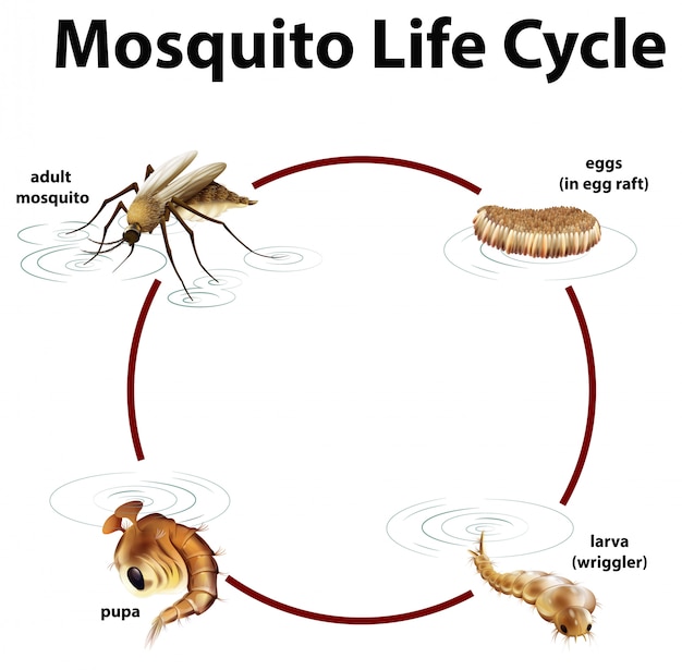 Duree De Vie D Un Moustique Diagramme Montrant Le Cycle De Vie Du Moustique | Vecteur Gratuite