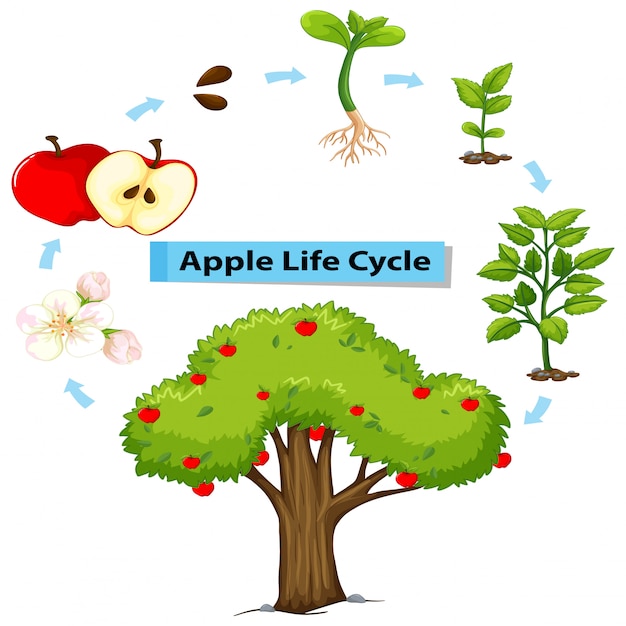 Diagramme Montrant Le Cycle De Vie De La Pomme | Vecteur Premium