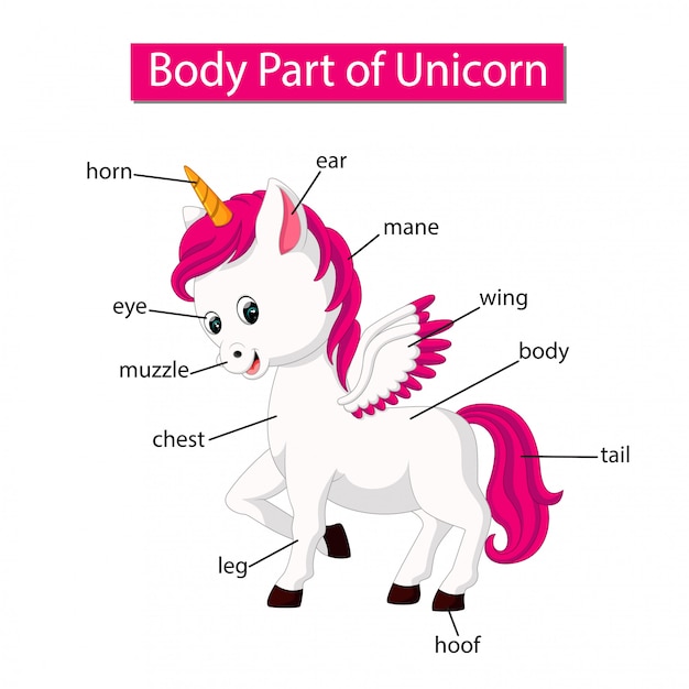 Diagramme Montrant Une Partie Du Corps  D une Licorne  