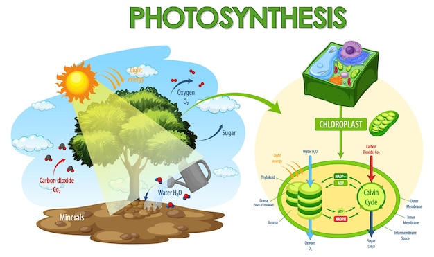 Diagramme Montrant Le Processus De La Photosynthèse Dans La Plante ...