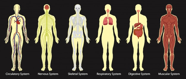 Diagramme Des Systèmes Dans Le Corps Humain Vecteur Premium 