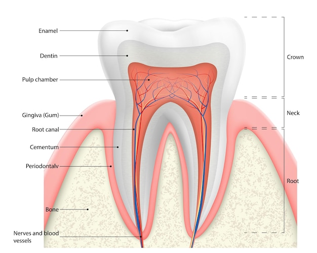 Diagramme Vectoriel De La Structure De La Dent Humaine Schéma En Coupe Transversale 