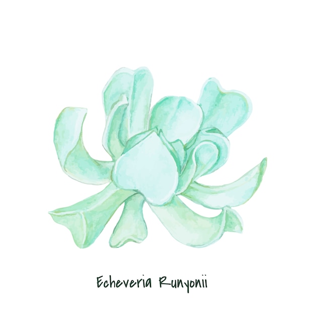 Echeveria runyonii succulente dessinés à la main Vecteur gratuit