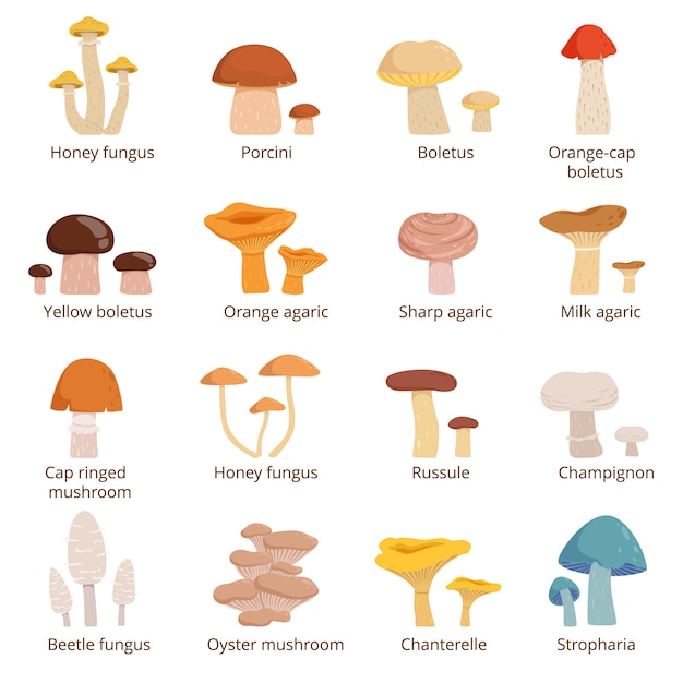 Ensemble de champignons forestiers. illustrations vectorielles en style cartoon. Vecteur Premium