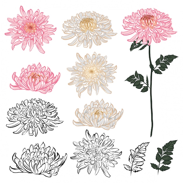 Ensemble Déléments De Fleur De Chrysanthème Dans La