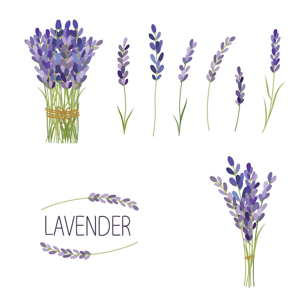 Ensemble d'éléments de fleurs de lavande. collection de fleurs de lavande sur fond blanc. Vecteur Premium