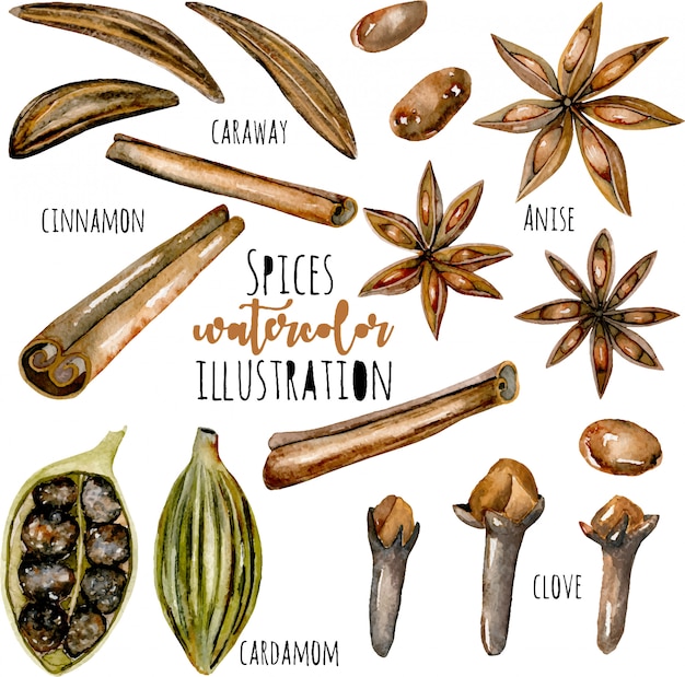 Ensemble d'épices à l'aquarelle (cannelle, anis, cumin, cardamome et clou de girofle) Vecteur Premium
