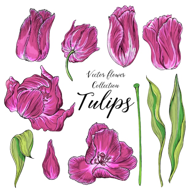 Ensemble de fleurs colorées tulip, fleurs de printemps Vecteur Premium