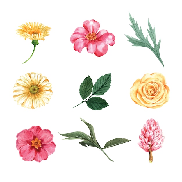 Ensemble de pivoine violet aquarelle et feuillage, peindre des éléments d'illustration isolés Vecteur gratuit