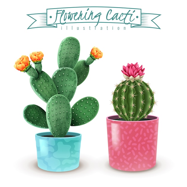 Ensemble Realiste De Cactus En Fleurs De 2 Varietes De Plantes D Interieur Populaires Dans Des Pots Decoratifs Colores Closeup Vecteur Gratuite
