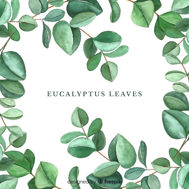 Feuilles D'eucalyptus Dessinés à La Main | Vecteur Gratuite