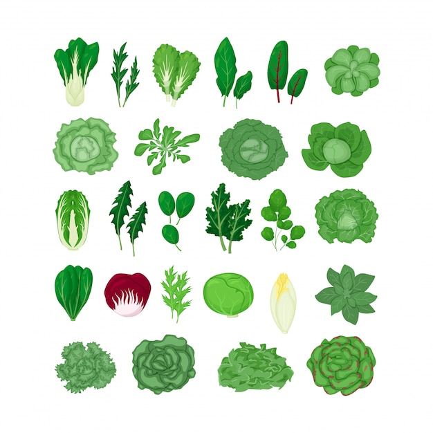 Feuilles De Legumes Salade Verte Set Illustration Isole Sur Blanc Dans Un Style Plat De Dessin Anime Feuille De Laitue Naturelle Vecteur Premium