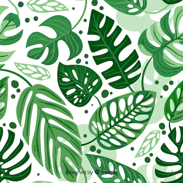 Feuilles de monstera Vecteur gratuit