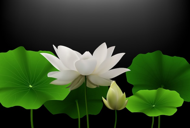 Fleur De Lotus Blanc Avec Des Feuilles Vertes Sur Fond Noir