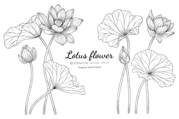 Fleur De Lotus Et Feuille Illustration Botanique Dessinee A La Main Avec Dessin Au Trait Sur Blanc Vecteur Premium