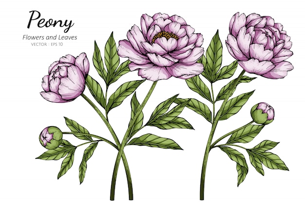 Fleur De Pivoine Rose Et Illustration De Dessin De Feuille Avec Dessin Au Trait Sur Fond Blanc