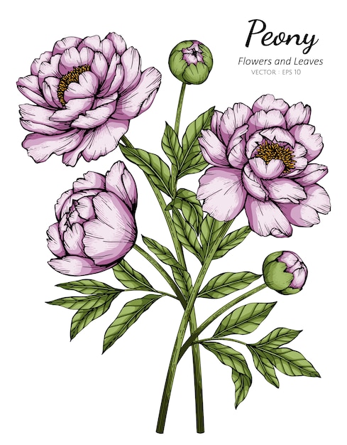 Fleur De Pivoine Rose Et Illustration De Dessin De Feuille Vecteur Premium