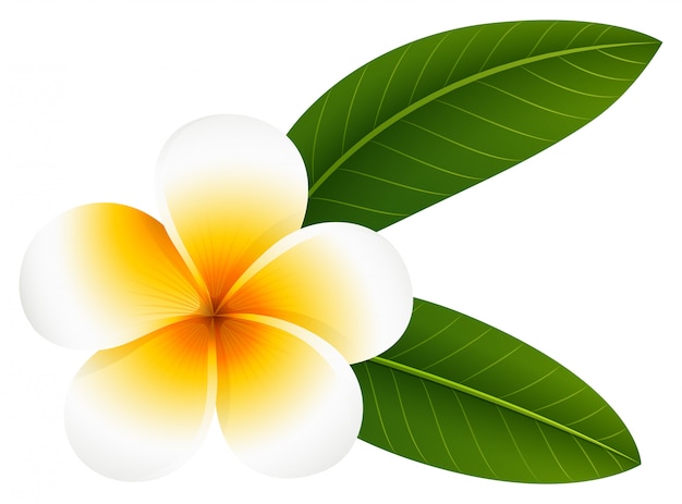 Fleur De Plumeria à Deux Feuilles Télécharger Des Vecteurs